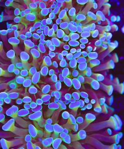 Touch Of Gold Hammer Frag (Row #85)