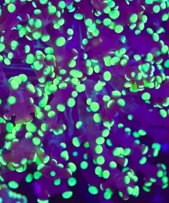 Black Hornet Octospawn (Row #86:B)