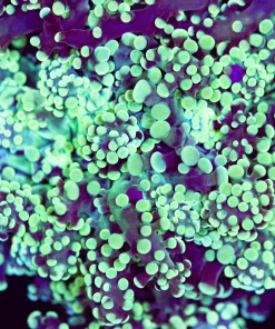 Dr Oc Octospawn Frag (Row #87)