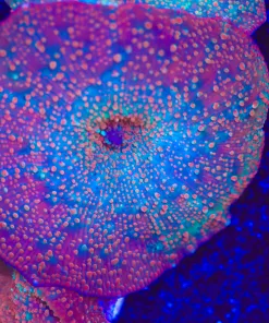 Birthday Cake Mushroom Coral Frag (Row #89)