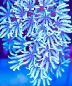 White Pipe Coral Frag *rare color* (Row #40)
