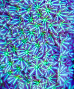 Limegreen Palm Pipe Organ Coral Frag (Row #92:B) Video inside ** Video inside