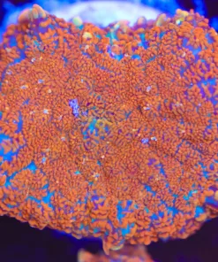 Orange Crush Rhodactis Mushroom Frag (Row #95)