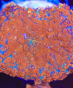 Orange Crush Rhodactis Mushroom Frag (Row #95)