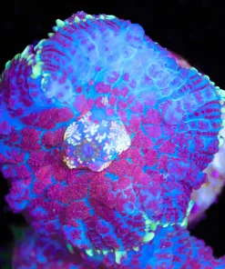 Tri Color Mushroom Coral Frag (Row #95:B)
