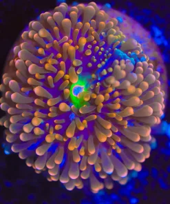 Orange Florida Ricordea (Row #98)