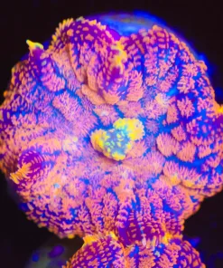 Inferno Mushroom (Row #99)