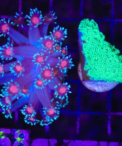 Wysiwyg 2 for 1 Flowerpot Combo (C158)