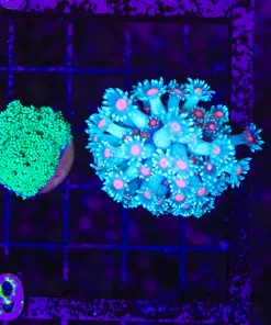 Wysiwyg 2 for 1 Flowerpot Combo (C159)