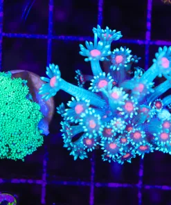 Wysiwyg 2 for 1 Flowerpot Combo (C143)