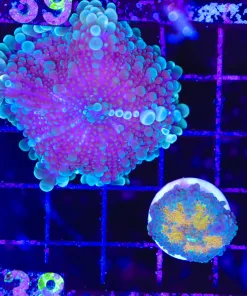 Wysiwyg 2 for 1 Pink Yuma * Sunshine Yuma Combo (C138)