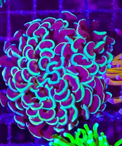 Wysiwyg Australian Hammer Coral (C13)