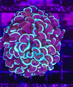 Wysiwyg Australian Hammer Coral (C70)