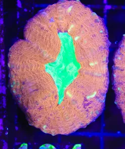 Lobo Coral Frag ( C104)