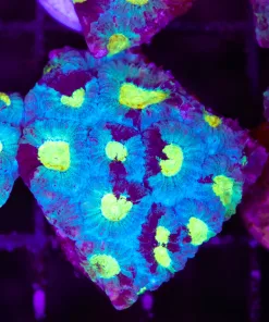 Blue War Paint Favia Frag (C99)