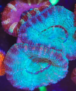 Wysiwyg Combo Fused Acan Frag [F3]