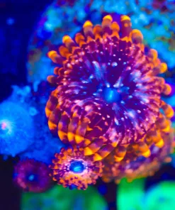 Wysiwyg Utter Chaos Zoanthid Frag [F66]