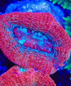 Pink Bowerbanki Coral Frag (Row #94) *uncommon coral species*