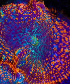 Massive Fire Rhodactis Mushroom (Row #97)