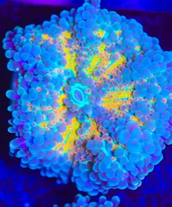 Sunshine Yuma Coral (Row #98:B)