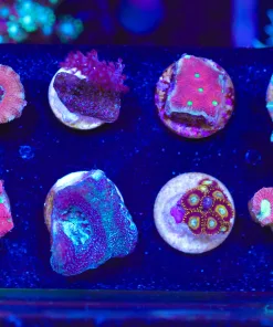 Wysiwyg 8 Piece Small Acropora Frag Pack (FP1) Max 1 frag per order