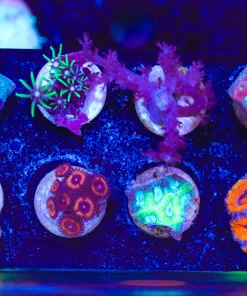 Wysiwyg 8 Piece Frag Pack (FP2) Max 1 frag per order