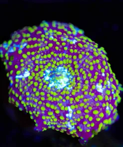 Yellow Interstellar Mushroom (Row #97:B)