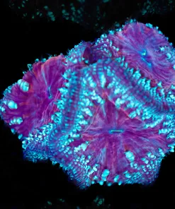 Massive Blastomussa Coral Frag (Row #48:B)