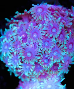 Two Tony Gonipora Frag (Row #69)