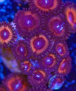 Large Red Zoanthid Frag (Row #17)