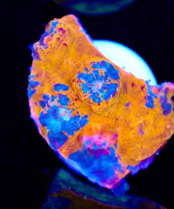 Orange Blue Marbled Chalice Coral Frag (Row #29:B)
