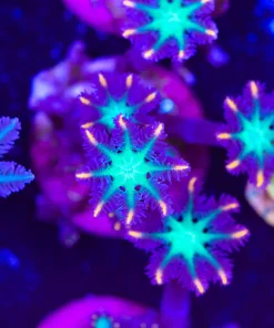 Rainbow Clove Polyp Frag (Row #22:B)