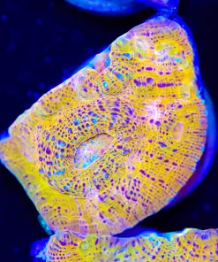 24k Chalice Coral Frag (Row #88)