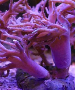 Large Wild Caught Australian Purple Finger Leather Colony (Green Glowing Polyp Under Blue Atinic) - MV 2