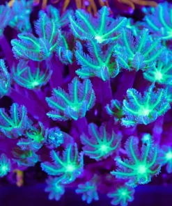 Wysiwyg Massive Clove Polyp Colony (C1) *Free Shipping !*