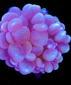 Wysiwyg Bubble Coral (C10)