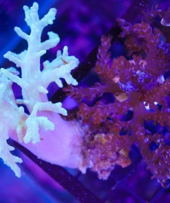 Wysiwyg 2 for 1 soft coral combo pack large pieces (C10)