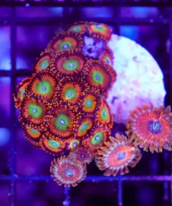 Wysiwyg Bozser x Magician Zoa Combo (C100)