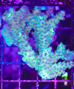 Wysiwyg PICK UP ONLY sorry!* Acropora Grape Vine Colony Stump (C100)