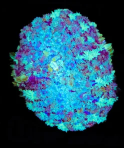 Wysiwyg Rhodactis Bryoides *rare species* from March's personal stash of corals (C101)