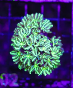 Wysiwyg Highlighter Pipe organ coral - from March's personal stash of corals (C102)