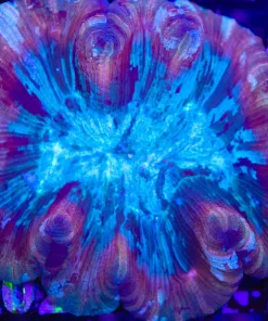 Wysiwyg Open Brain Coral (C102)