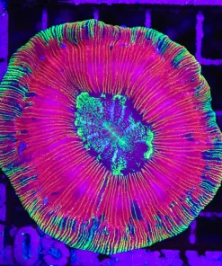 Wysiwyg Rainbow Rim Open Brain Coral (C103)