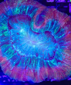 Wysiwyg Open Brain Coral (C105)