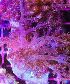 Wysiwyg Large Kenya Tree Coral Colony ( Not A Frag - I mean colony ) (C106)