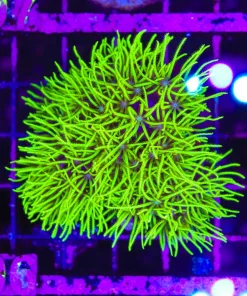 Wysiwyg Mini Colony Dragon Fuzz Green Star Polyps (C106)