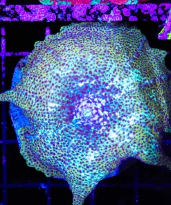 Wysiwyg XL Golden Leopard Msuhroom (C107)