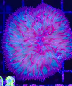 Wysiwyg Plate Coral (C108)