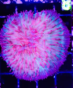 Wysiwyg Diasers Plate Coral (C108)