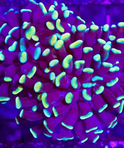 Wysiwyg Gold Drip Hammer Coral x 2 (C11)